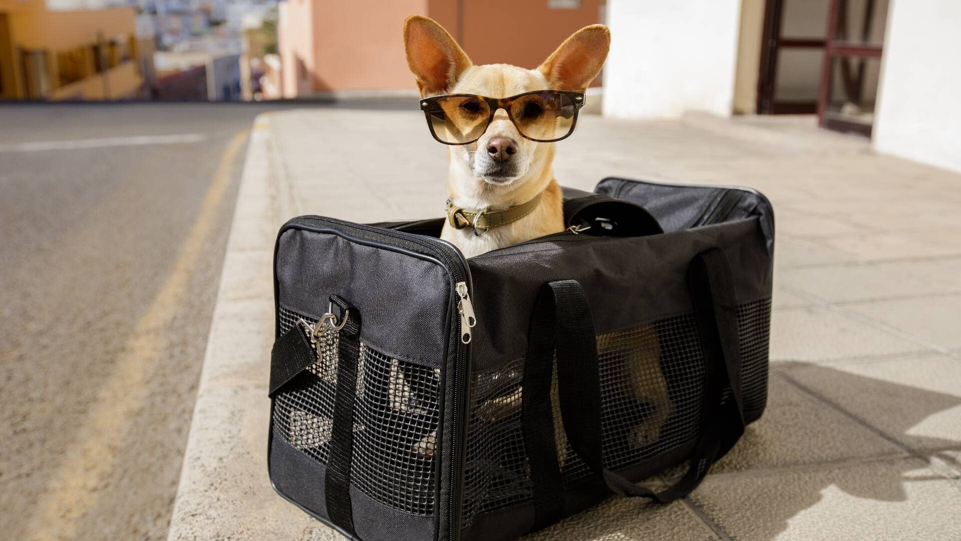 United Airlines Travel With Dog: Ultimate Guide for Stress-Free Trips