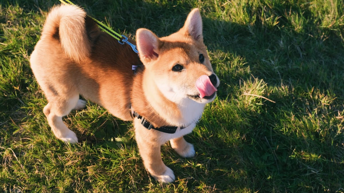 What Is Dogecoin? Is It a Safe Investment? - TheStreet Crypto: Bitcoin and  cryptocurrency news, advice, analysis and more