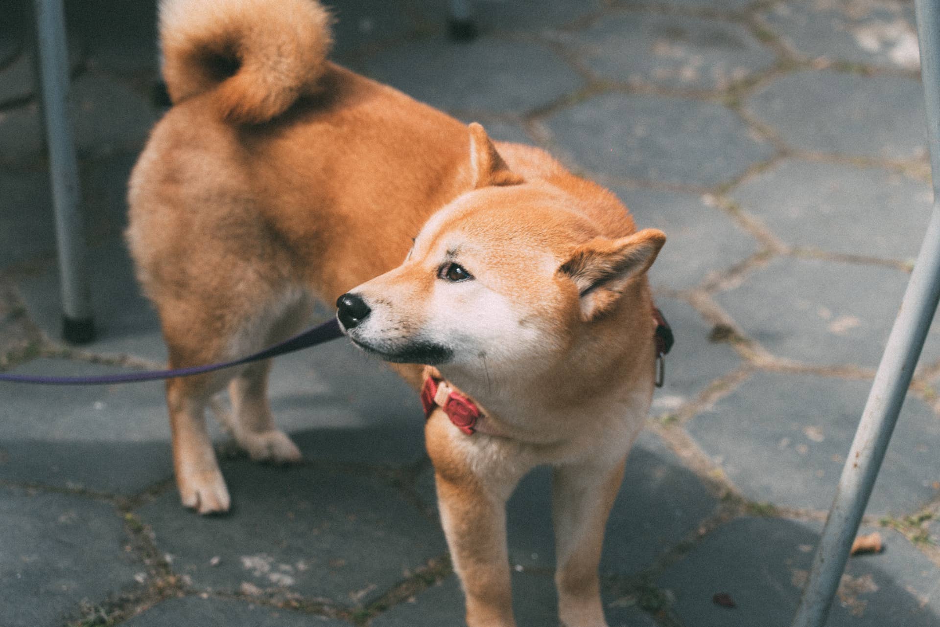 Shiba Inu memecoin dismisses rumors of collapse after takeover - TheStreet  Crypto: Bitcoin and cryptocurrency news, advice, analysis and more