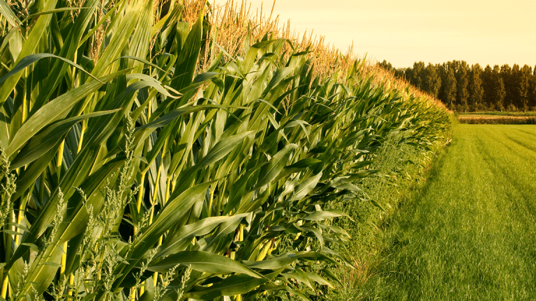 How the Rain-Soaked Midwest Will Crush the Corn Crop and Send Prices  Jumping - TheStreet