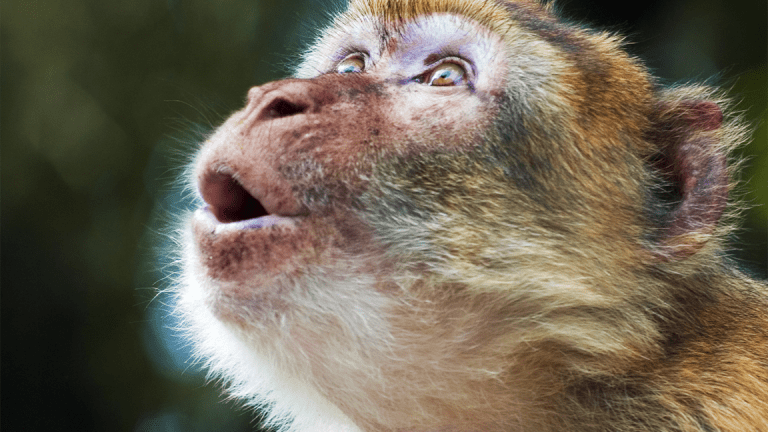 Rhesus Monkeys in Florida Could Spread Killer Herpes Virus to Humans