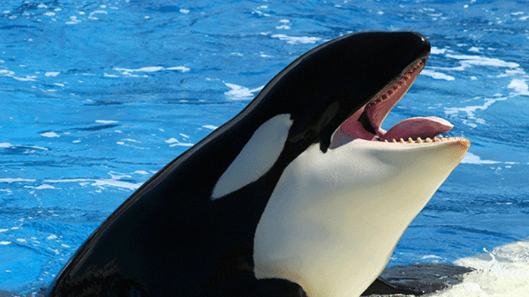SeaWorld Offers Peek Inside Orca Natural Encounter