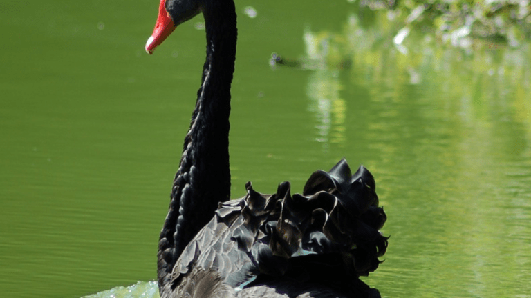 Coronavirus does not look like a ‘black swan’ event