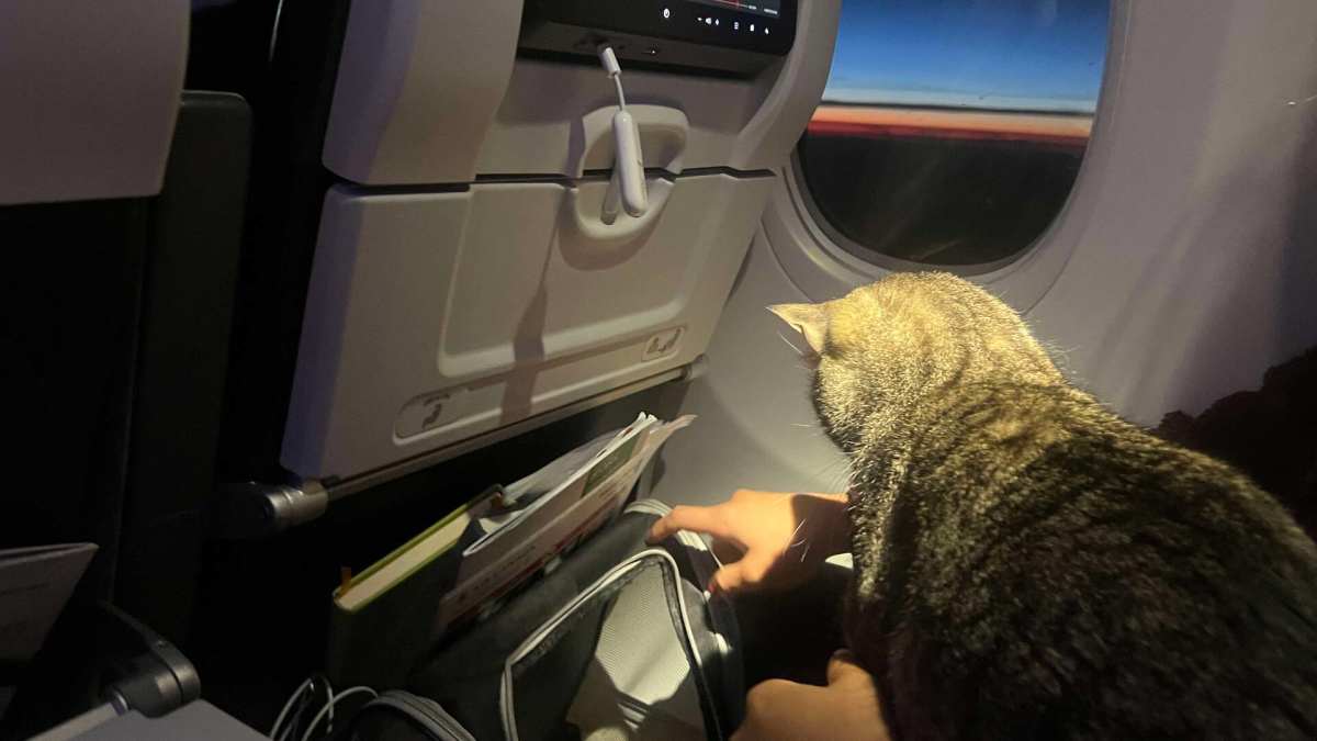 Flying with cat air canada deals