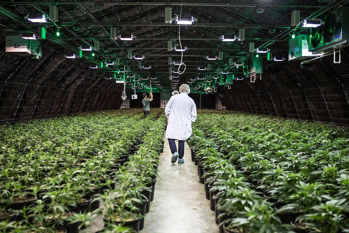 Curaleaf to Acquire Nevada-Based Acres Cannabis for $70 Million - TheStreet