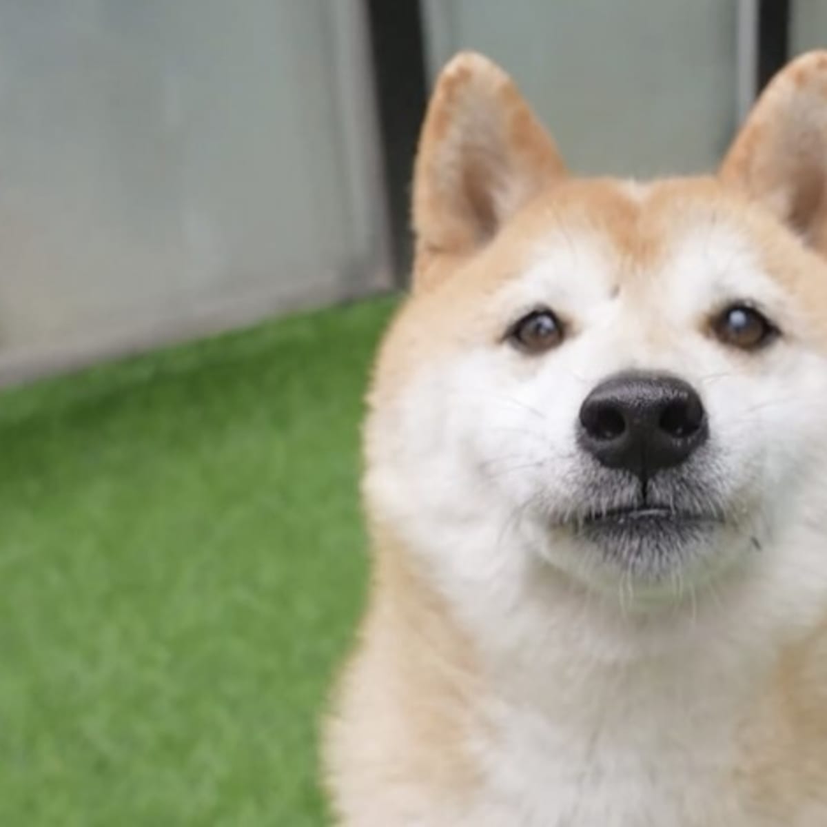 Shiba inu