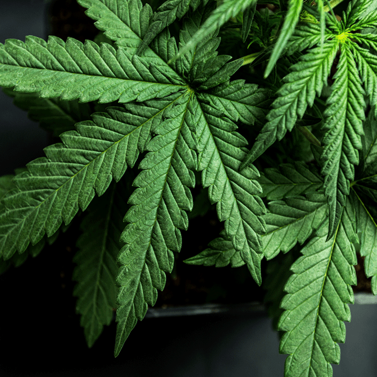 What is THC? Experts Weigh in on Benefits and Effects - TheStreet