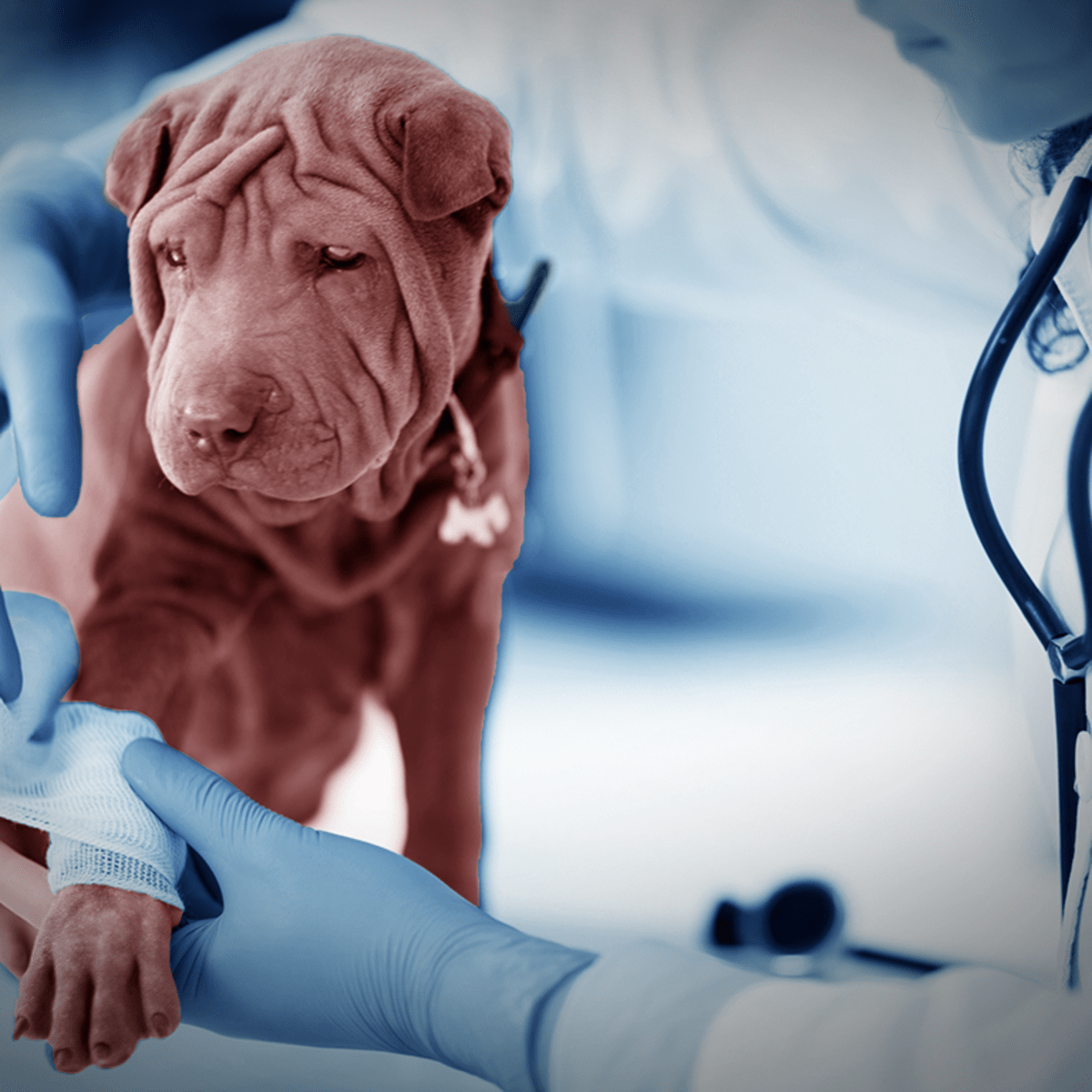 How Do You Become a Veterinarian in 2019 and Does It Require a Degree? -  TheStreet