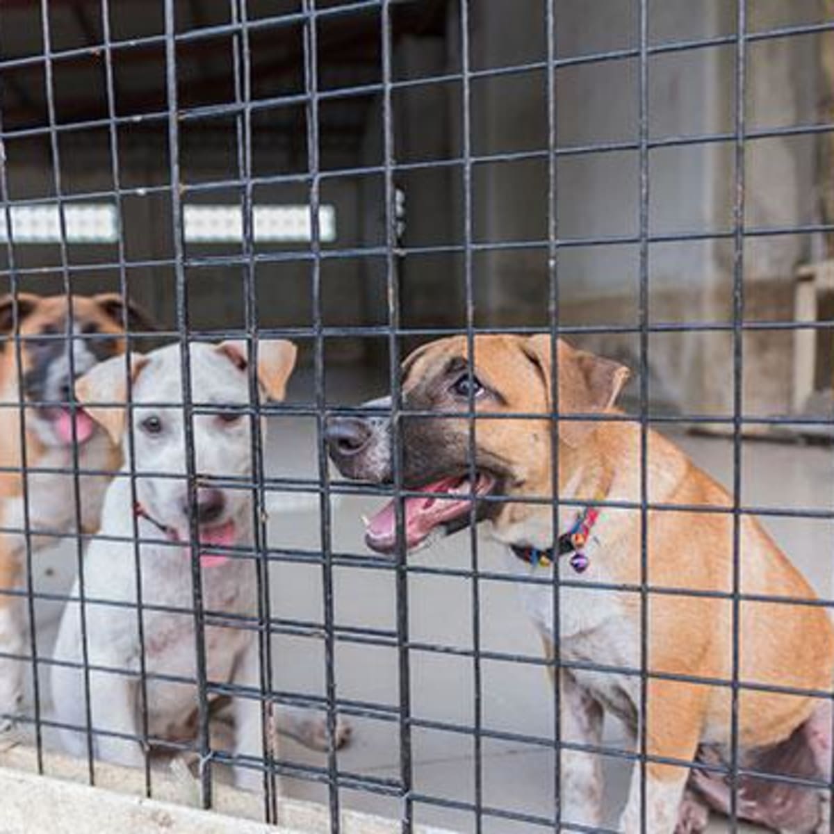 Should You Buy Your Animal from a Shelter or a Pet Store TheStreet