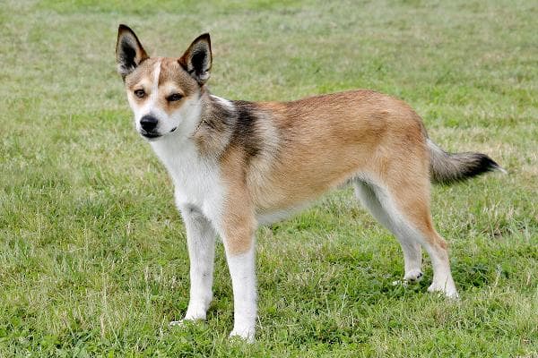 most unusual dog breeds