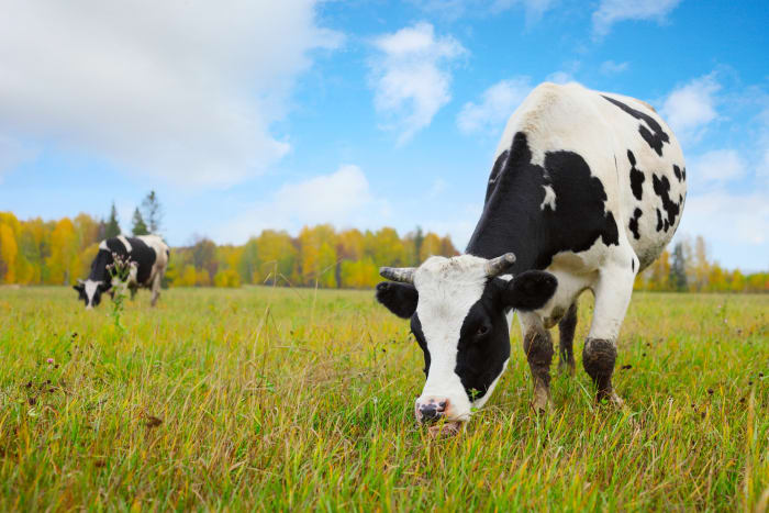 For example, innovations in breeding and animal health, including better feed, can cut emissions from cattle, while no-till farming can help reduce emissions from crop production.&nbsp;