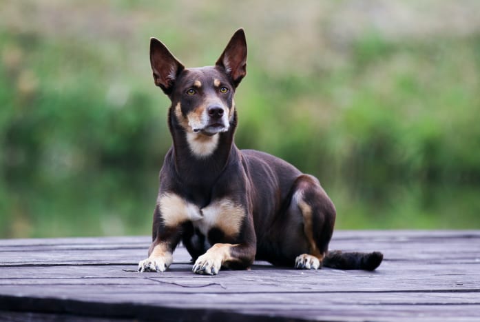 The Australian Kelpie is an energetic sheep herding dog. They are extremely intelligent, alert, eager and have limitless energy.
