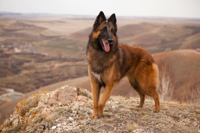 The elegant, agile Belgian Tervuren is a bright and self-assured herding dog of medium size, known to be affectionate and possessive with loved ones. This is another breed that needs to be exercised and kept creatively challenged. 