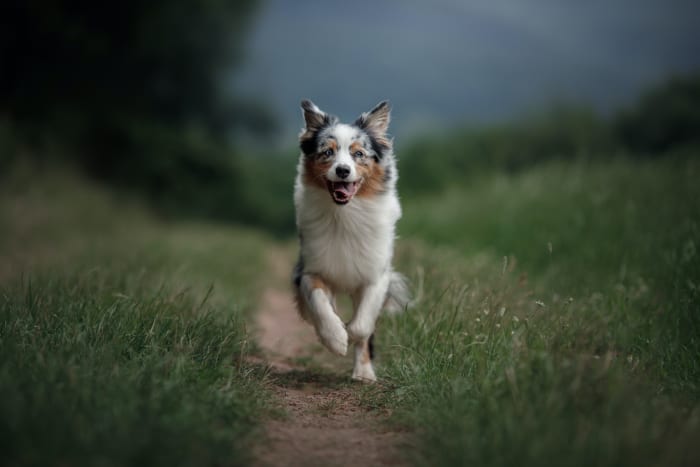 Another herding dog, and a beauty to boot, the AKC calls Australian Shepherds brainy, tireless and trainable partners for work or sport, and “quite capable of hoodwinking an unsuspecting novice owner,” meaning, the dog isn’t for everyone.