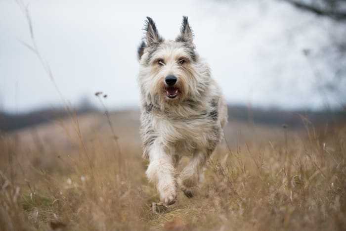 These big shaggy dogs love all kinds of sports, games, and outdoor pastimes, but idleness and neglect can turn them to destructive behavior, the AKC says. This is an old herding breed that spent centuries as take-charge independent problem-solvers, so early socialization and positive training is a must.