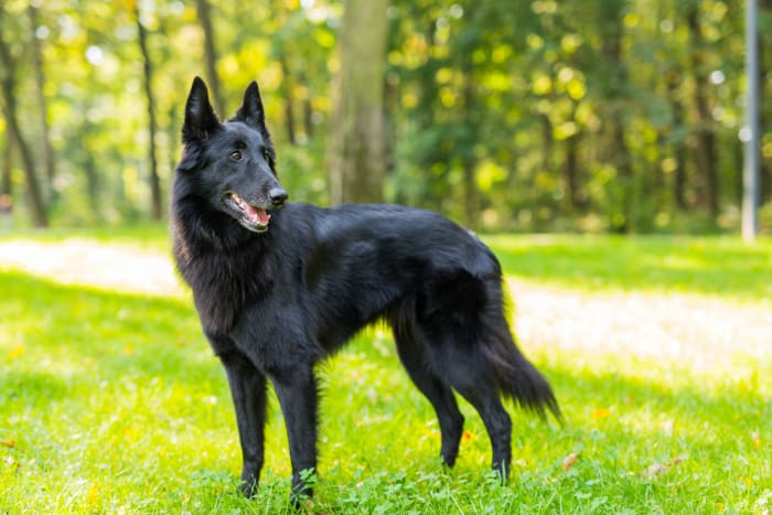 These handsome beauties are another workaholic breed that crave companionship and lots to keep them busy. The Belgian’s versatility and intelligence is the stuff of canine legend, the AKC says.