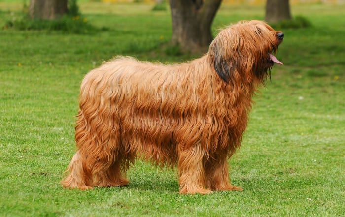 According to the AKC: “The Briard packs so much loyalty, love, and spirit into its ample frame that it's often described as a ‘heart wrapped in fur.’ The dashing good looks of these muscular Frenchmen radiate a distinct aura of Gallic romance and elegance.” And they’re smart too…what more could you ask for?