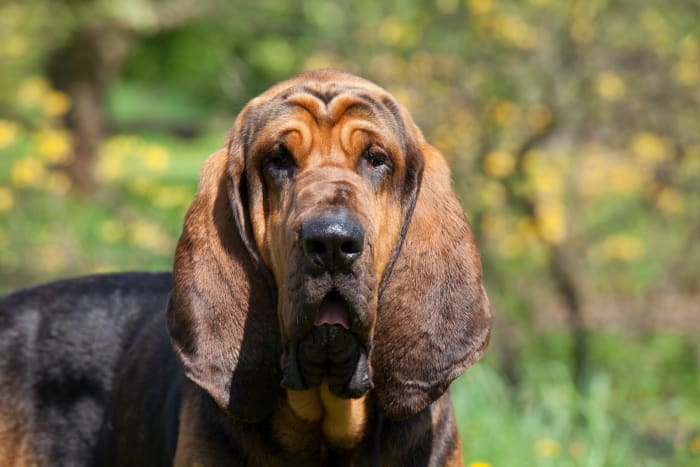 Don’t be fooled by their drooling, Bloodhounds are smart as they come, and their work is good enough to be used as evidence in a court of law. These are big dogs, 100 pounds or more, and relentless and stubborn on scent. Their loose, wrinkled skin and drooping ears actually help collect and trap scent particles.