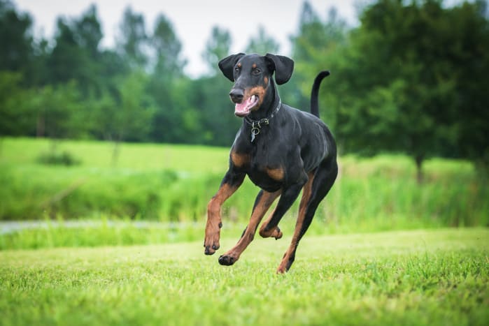 Dobermans, known for their guarding abilities, are smart, elegant and fearless. 