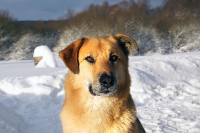 These handsome, powerful dogs were bred for hauling and sled racing, but can master a variety of tasks, from agility work to search-and-rescue.
