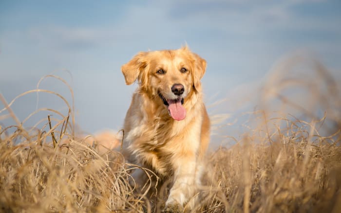 Golden Retrievers are smart enough for a range of jobs from hunting, obedience and search-and-rescue to their excellent service as guide dogs for the blind. They also know how to enjoy a weekend off. 