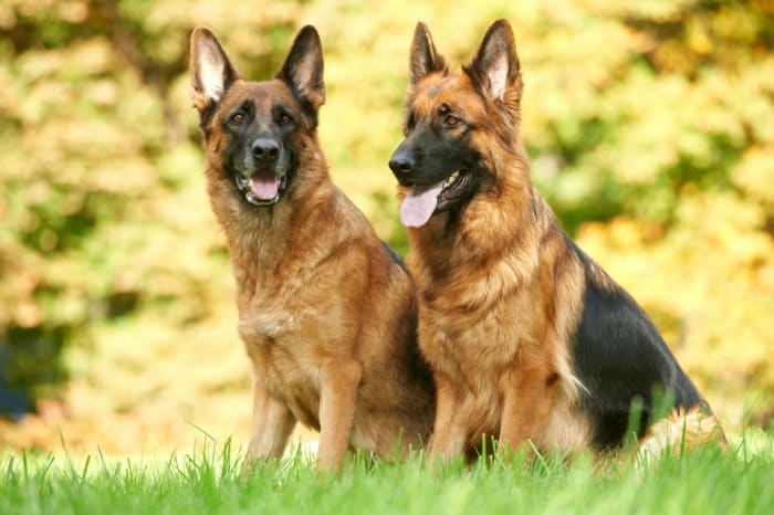 Known for their noble character and high intelligence, German Shepherds are also loyal, confident, courageous, and steady.