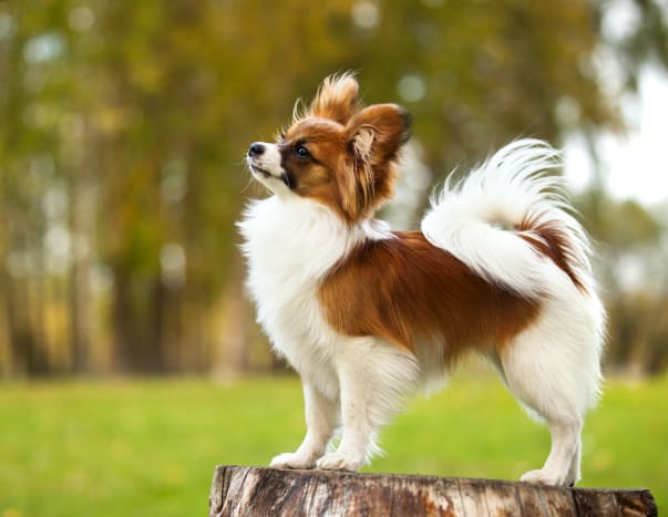 Don’t be fooled by the small size and pretty face, these toy dogs are more robust than they look, and they are smart, curious, and capable of learning all kinds of tricks and excelling in sports competitions.