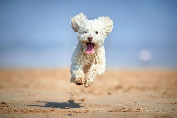 All poodles are aristocratic and intelligent. Miniature poodles are elegant athletes and great companions with low-allergen coats. Miniatures weigh 10-15 pounds.