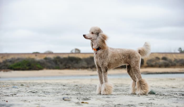 Like all poodles, Standards are active, proud and smart. These dogs can be as big as 70 pounds.