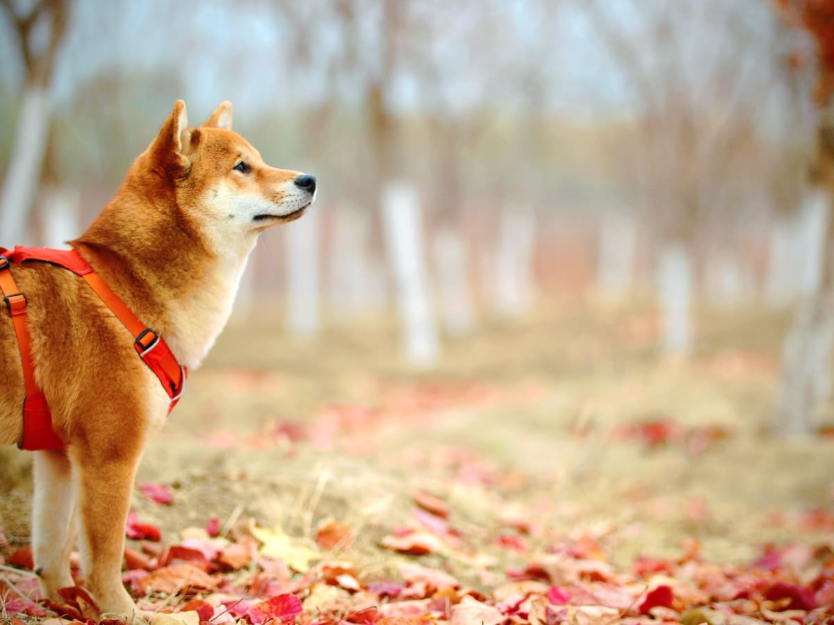 First U.S. Dogecoin ETF to debut Sept. 18, could spark 30% DOGE rally -  TheStreet Crypto: Bitcoin and cryptocurrency news, advice, analysis and more