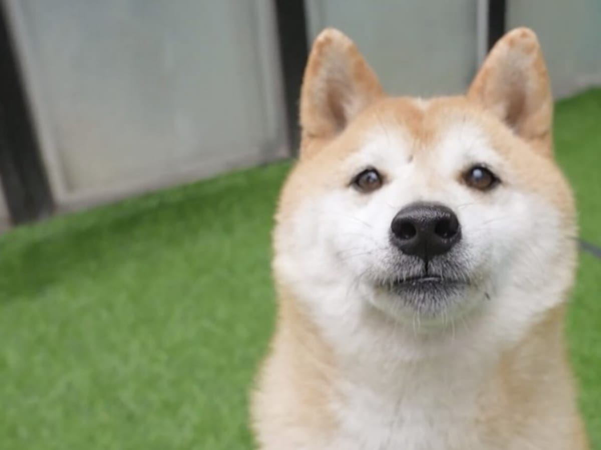 Early Shiba Inu trillionaire makes rare move - TheStreet Crypto: Bitcoin  and cryptocurrency news, advice, analysis and more