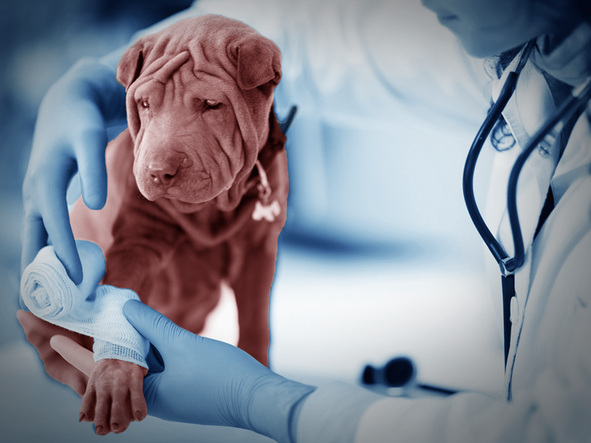 How Do You Become a Veterinarian in 2019 and Does It Require a Degree? -  TheStreet