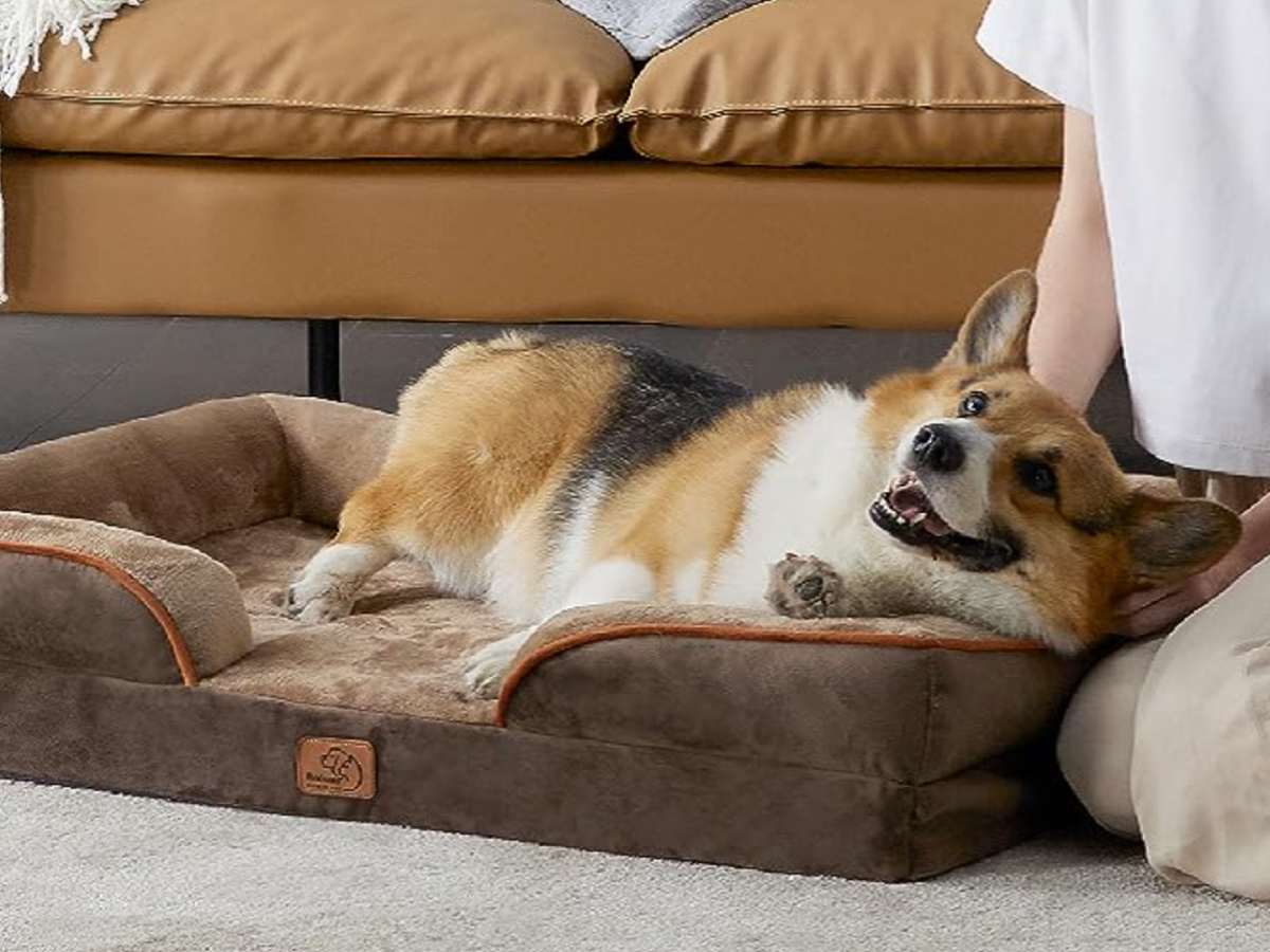 Orthopedic dog bed amazon sales