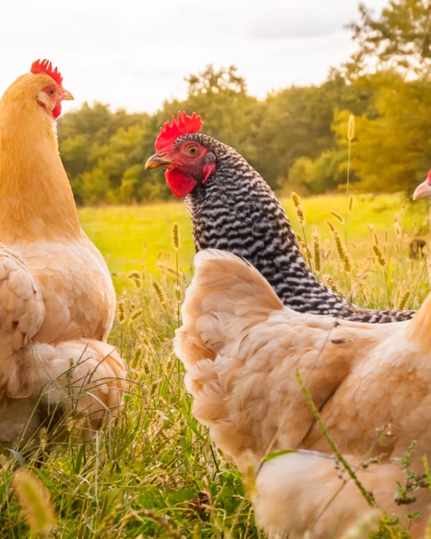 Sanderson Farms Shares Wing Higher on Poultry Producer's Earnings Increase