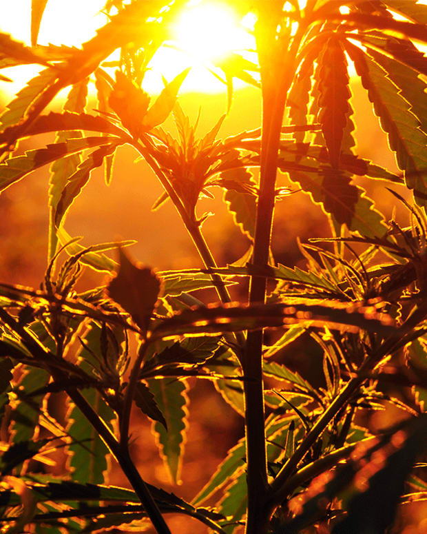 Canadian Pot Legalization Could Be A Fresh Tailwind for Cannabis Stocks