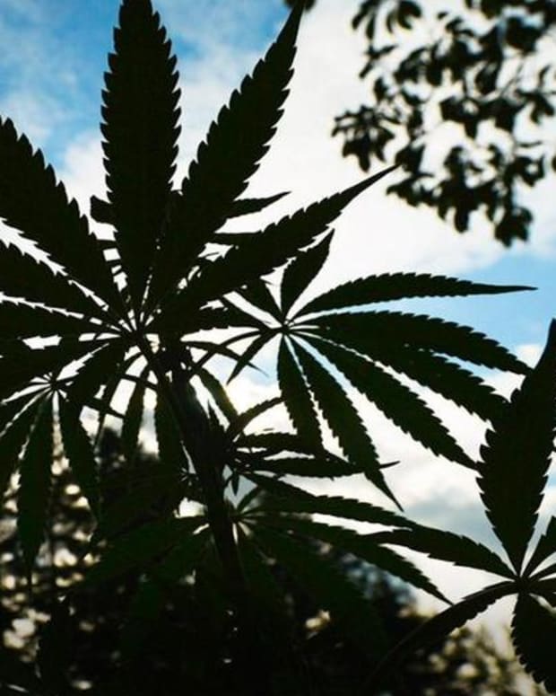 Cannabis: Why It May End Up in Your Portfolio