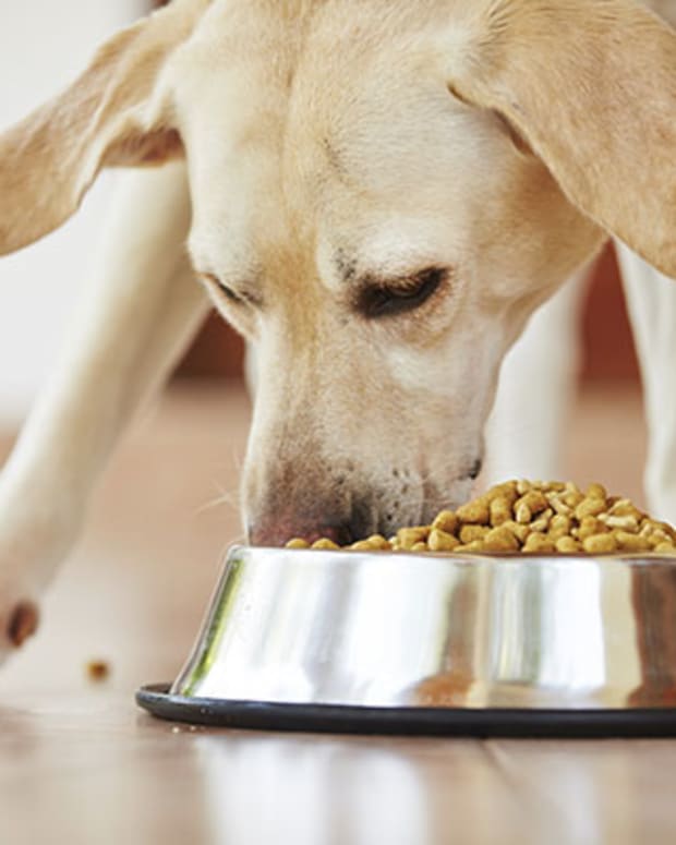 Nestle Investing $320 Million in Georgia Pet Food Factory