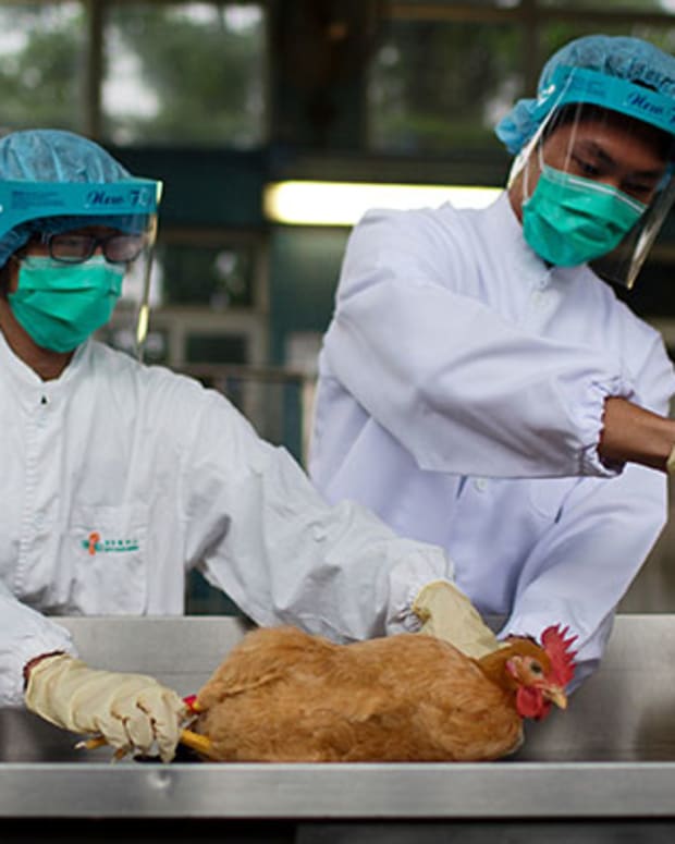 Tyson Foods Shares Dive Because 73,500 Birds Got the Dreaded Bird Flu