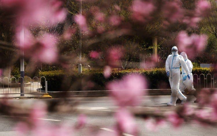Wuhan Cherry Blossom Live Stream Launched Amid Coronavirus Lockdown