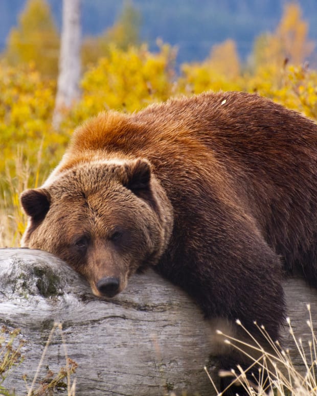 lazy bear sh