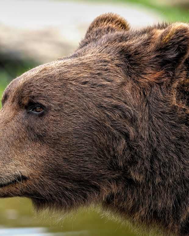 brown-bear-8164838_1280