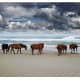 7. North CarolinaCost of living ranking: 12Taxes ranking: 11With a pleasant climate and low cost of living, North Carolina makes a good place for retirees. Above, the Corolla wild horses in North Carolina's Outer Banks.Photo: Shutterstock