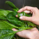 The latest tests by the USDA showed a sharp increase in pesticide residues on non-organic spinach since the crop was last tested a few years ago.