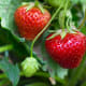 Strawberries are the EWG's worst offender. Strawberries tested by the USDA in 2014 and 2015 contained an average of 7.7 different pesticides per sample, compared to 2.3 pesticides per sample for all other produce, according to the newest EWG analysis.Strawberry growers use poisonous gases (some developed for chemical warfare) to sterilize fields before planting, the EWG reports. They are linked to cancer, reproductive and developmental damage, hormone disruption and neurological problems.