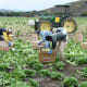 The USDA Pesticide Data Program found 52 pesticide residues on lettuce.&nbsp;Above, farmworkers harvest and package Romaine lettuce in central California.