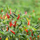 Hot peppers, along with leafy greens (No. 19) were frequently contaminated with insecticides that are considered toxic to the human nervous system.&nbsp;