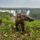 Iguazu National ParkArgentinaThis subtropical rainforest on the border with Brazil is famous for Iguazu Falls. The park has diverse wildlife including coatis, jaguars and toucans, plus trails and viewing platforms. Pictured here is a coati, with the falls in the background.Photo: Shutterstock