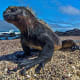 Galapagos National Park EcuadorThe Galapagos Islands, a volcanic archipelago off the coast of Ecuador, is one of the world's leading destinations for wildlife-viewing. Because of its isolation, many of the species here are found nowhere else. Charles Darwin visited in 1835, and his observation of Galapagos' species later inspired his theory of evolution. The park is a UNESCO World Heritage Site.Photo: Shutterstock