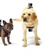 GoPro Fetch Camera Mount Dog Harness$40 at REICapture action shots of beloved canines chewing bones, fetching Frisbees and sniffing, er, flowers from their adorable, four-legged viewpoint. Because there's not enough of that on YouTube.Photo: REI