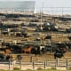 Increased Costs to Agriculture: Ranchers will need to find ways to cool vulnerable livestock. Above, a feedlot in&nbsp;Ingalls, Kan.Photo: Mark Reinstein / Shutterstock